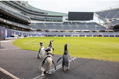 Penguins Stretch Wings at Soldier Field