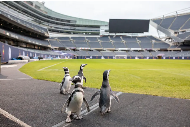 Penguins Stretch Wings at Soldier Field